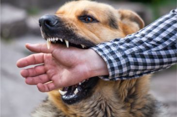 Dog Bite Laws in California